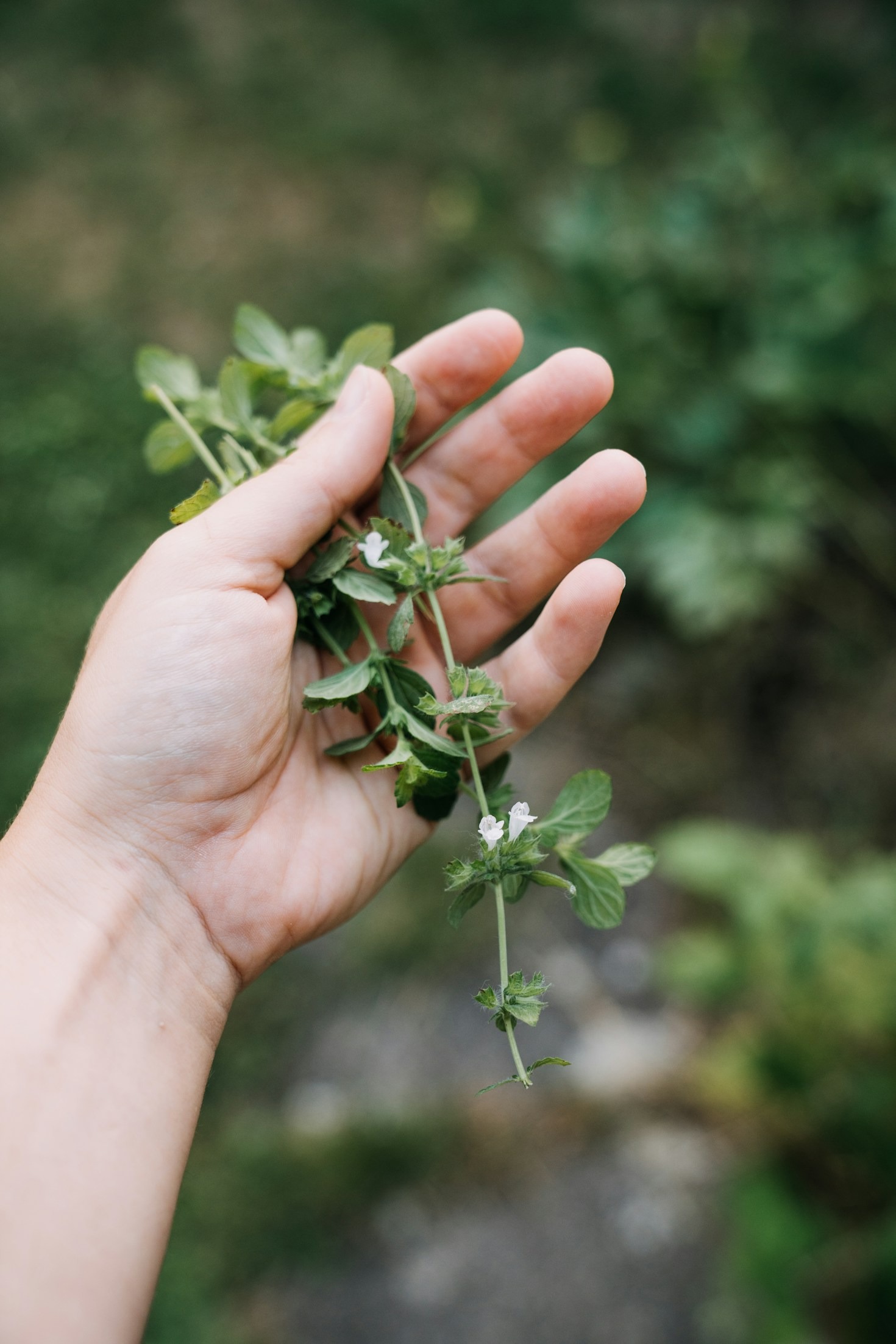 How Herbal Remedies Can Boost Your Immune System