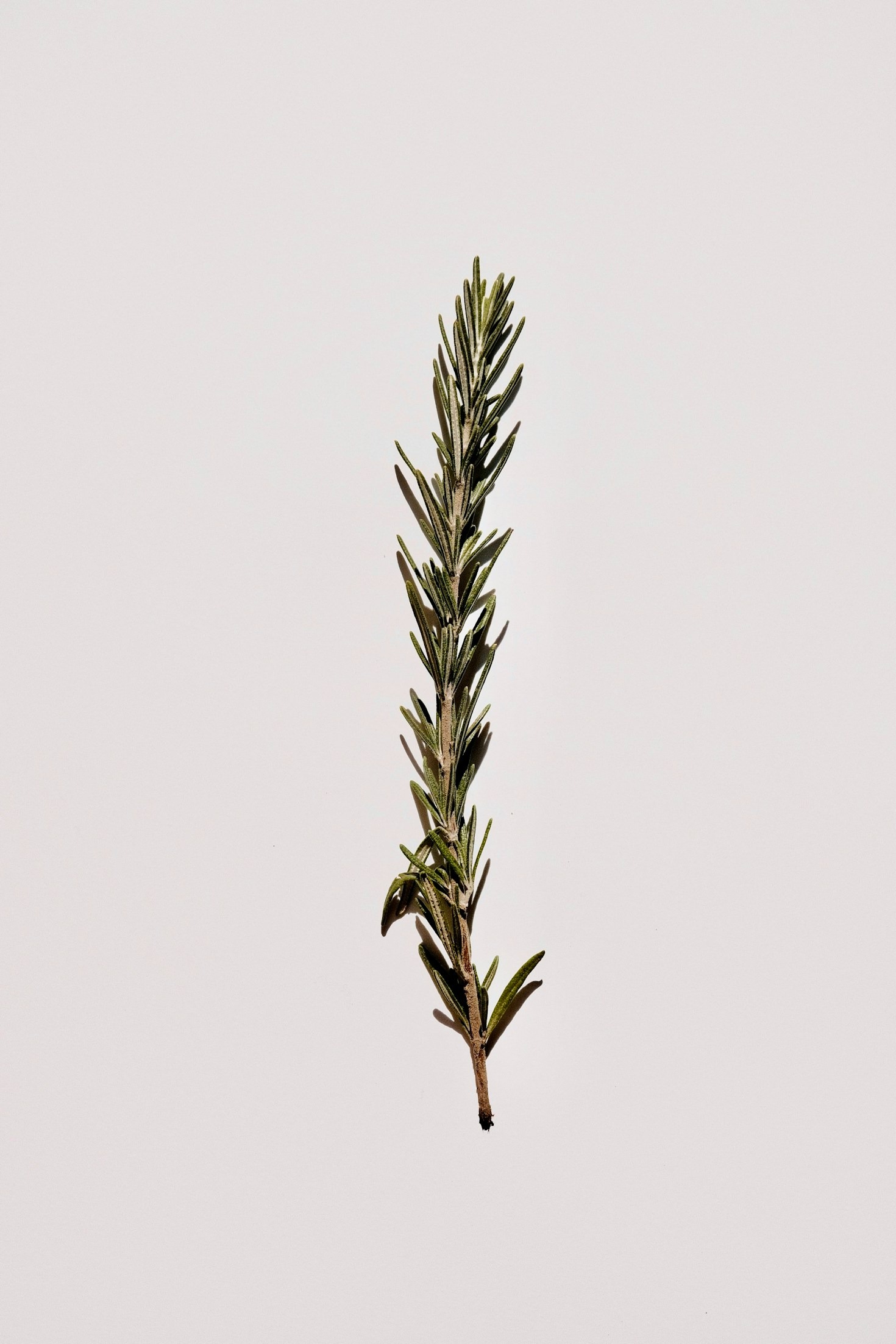 The Science Behind Ancient Herbal Practices