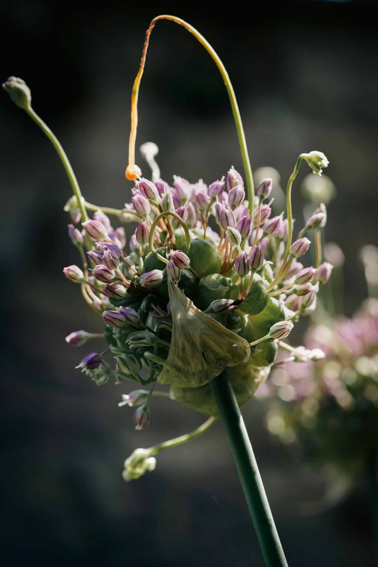 Exploring Global Herbal Traditions
